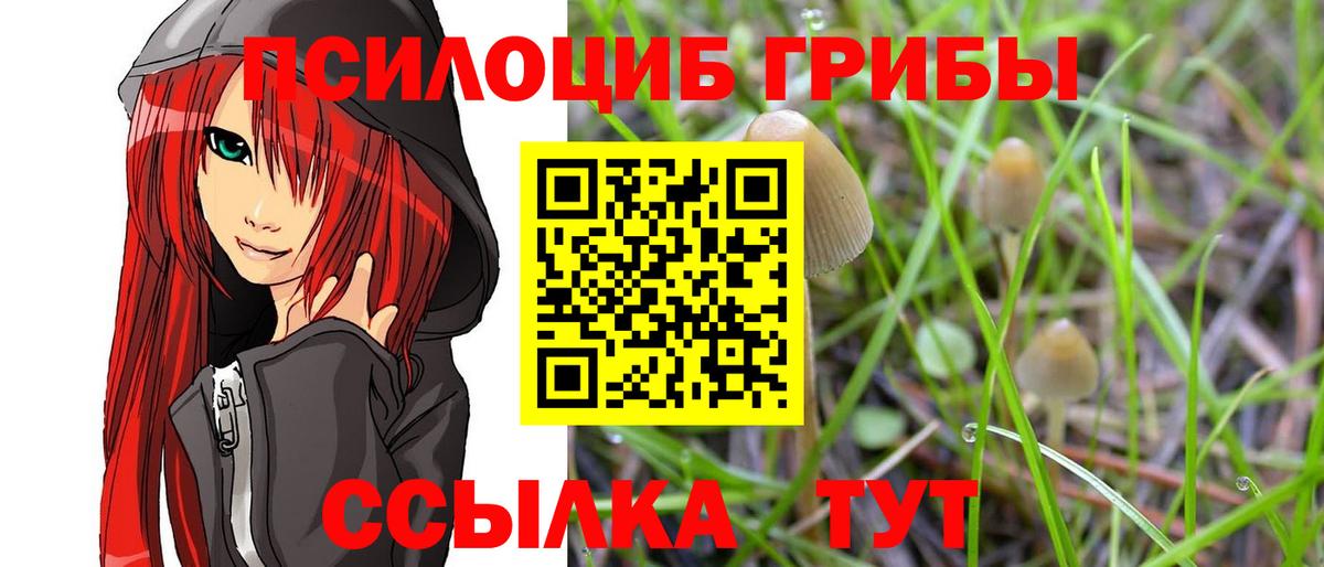 Псилоцибиновые грибы Psilocybine cubensis Нижний Новгород